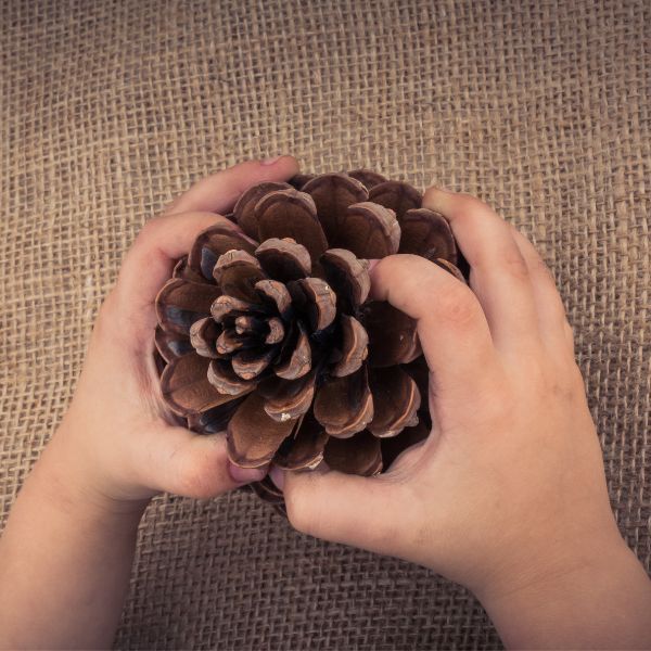 Bringing The Outdoors In: How A Classroom Nature Table Promotes ... intended for
