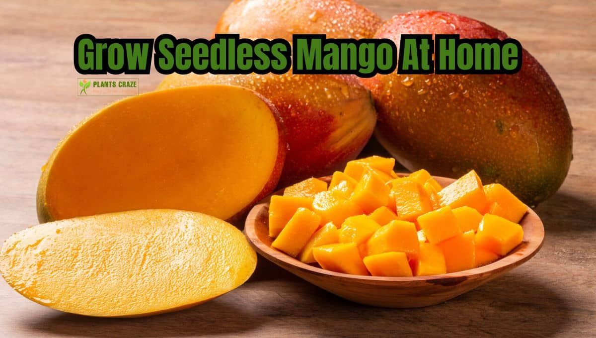 Seedless Mango: Is It Possible? What You Need To Know regarding