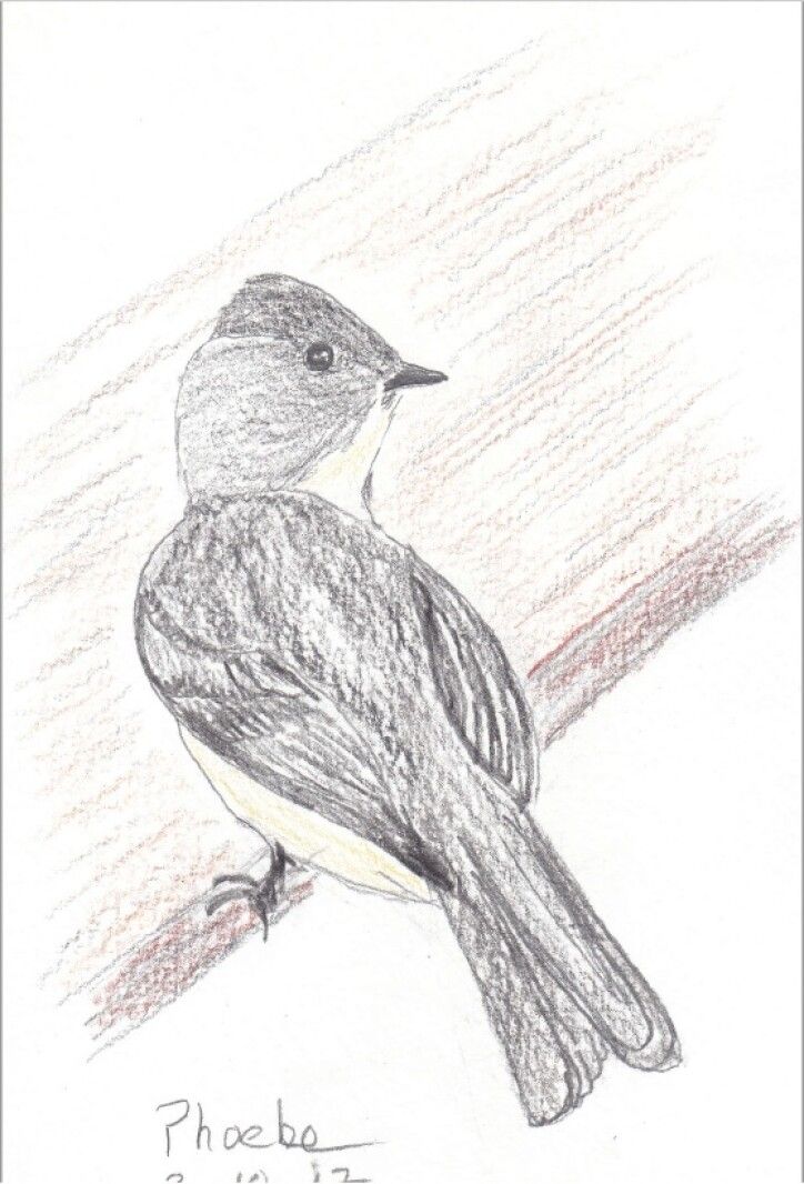 Always In Season/ Mike Jacobs: Birds Compete For Nesting Sites - Grand ... within How to Maximise Your Home with the Smart Solution of Jacobs Nesting Tables