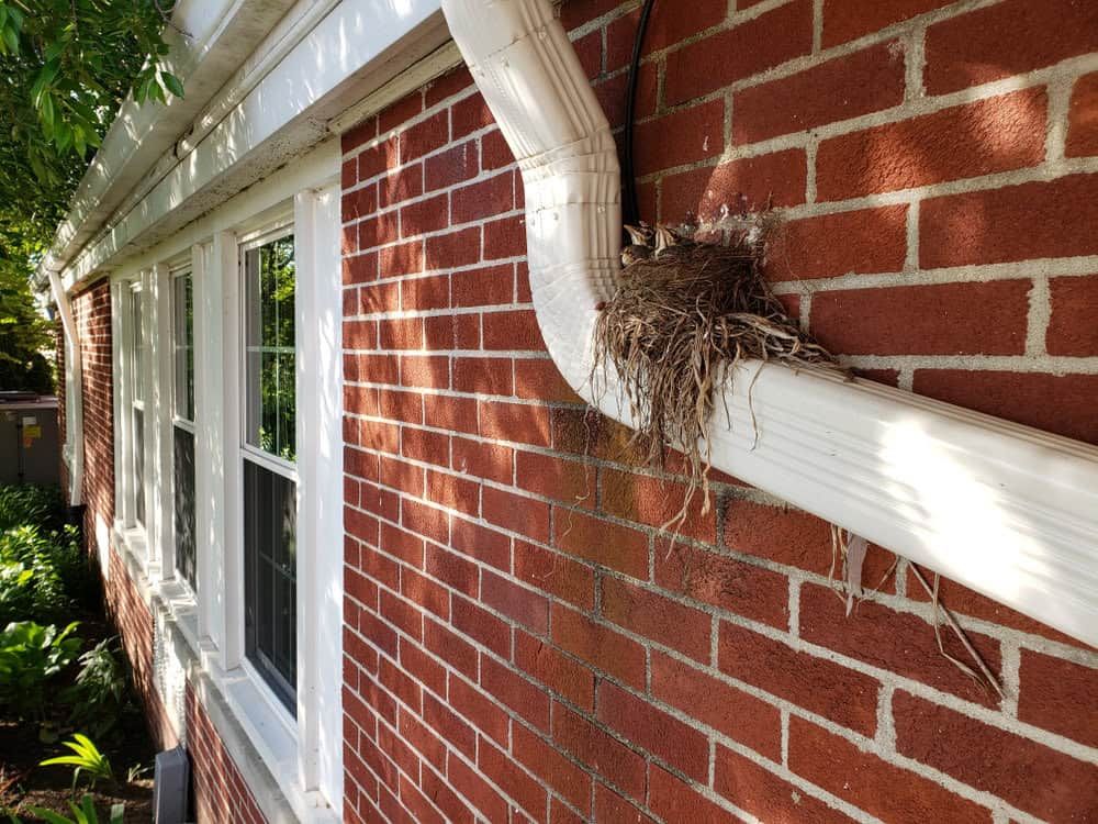 How To Keep Birds From Nesting In Unwanted Places | Bird-X pertaining to