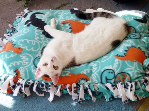10 Crazy Awesome Diy Cat Beds That Anyone Can Make | Diy Cat Bed, Diy ... pertaining to Diy Cat Lap Bed