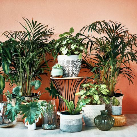 17 Best Gardening Tips For Beginners And Experts Alike | Architectural ... for Common mistakes to avoid when caring for indoor plants