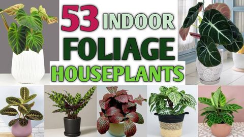 53 Best Foliage Indoor Plants For Containers | Indoor Stunning Foliage ... inside Indoor Plants Greenery Tips