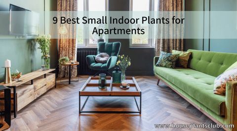 9 Best Small Indoor Plants For Apartments - Houseplants Club throughout Compact plant solutions that thrive in small living rooms