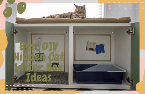 Best Diy Hidden Cat Litter Box Ideas You Need To Know Of - Oliveknows inside The $80 DIY Litter Box Solution That Saved My Sanity