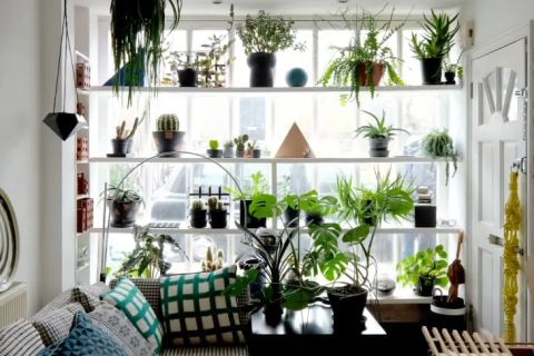 Best Plant Displays For Small Apartment Spaces - Garden throughout Tiny Apartment Plants And Art