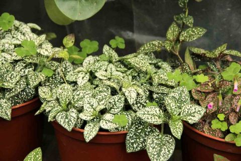 Growing Indoor Foliage Plants For Dummies | Gardening Tips in Common mistakes to avoid when caring for indoor plants