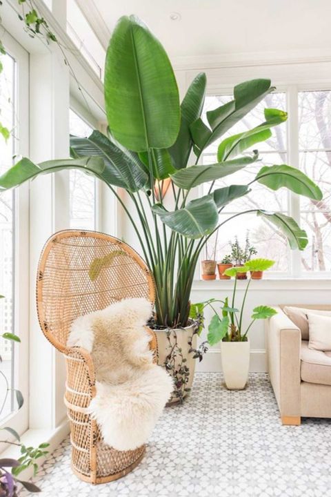 Indoor Plants - A Complete Guide On The Best Indoor Plants For Each Room throughout Common mistakes to avoid when caring for indoor plants