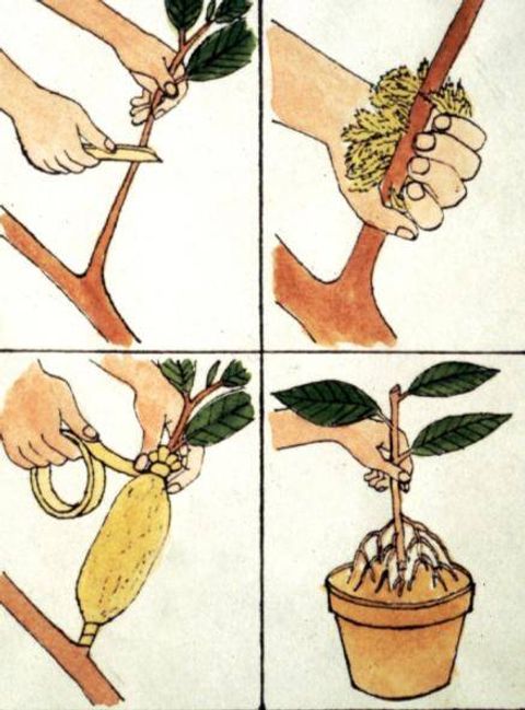 Layering Plants within Plants And Art Layering