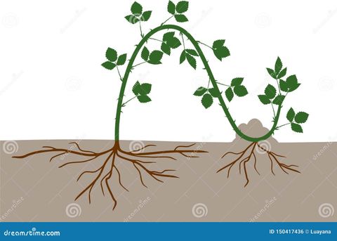 Plant Layering Stock Illustrations – 56 Plant Layering Stock ... intended for Plants And Art Layering