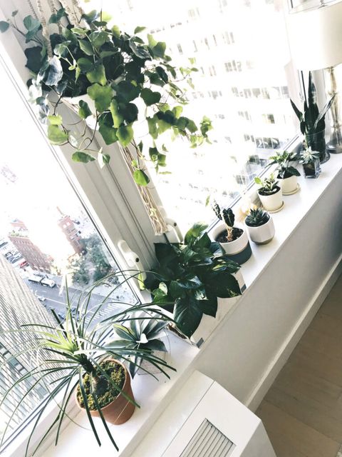 The Importance Of Indoor Plants In An Apartment - To Be Bright pertaining to Compact plant solutions that thrive in small living rooms