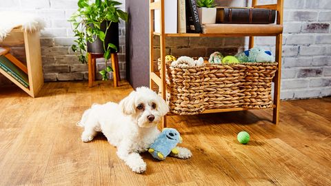Tips For Making Your Small Apartment Dog Friendly throughout Small Spaces Pet Friendly Ideas