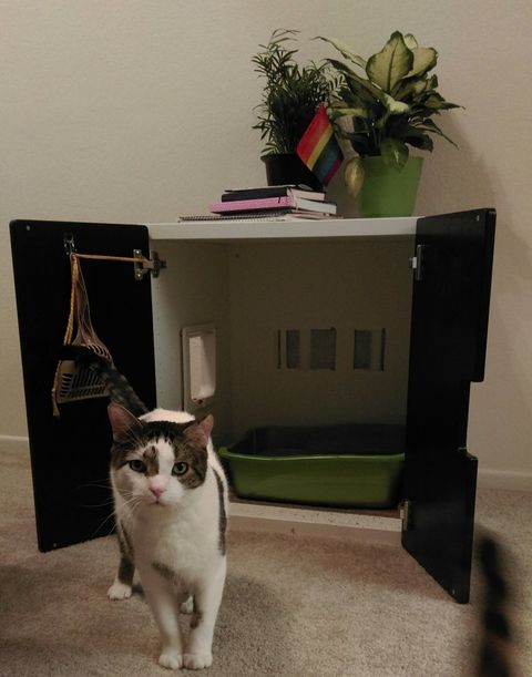Weekend Project: Mastering The Diy Hidden Litter Box intended for Why Most Diy Hidden Bookcase Litter Boxes Don't Work (And How to Fix It)