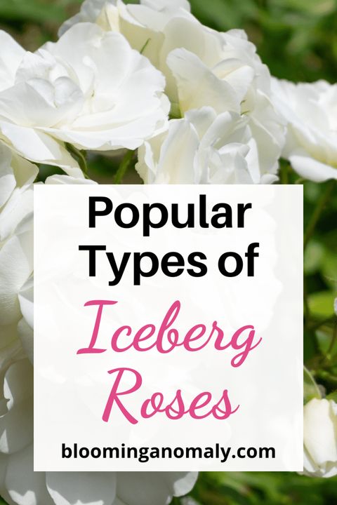 10 Most Popular Types Of Iceberg Roses - Blooming Anomaly with The Hidden Influence of Icebergs on Maritime Navigation and Safety