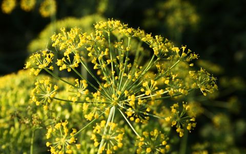 10 Plants That Look Like Dill intended for The confusing world of dill-like plants: A comprehensive guide to botanical similarities