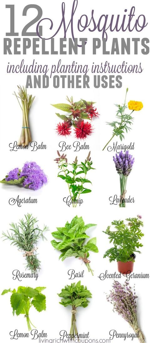 12 Mosquito Repellent Plants That Will Keep The Bugs Away | Mosquito ... pertaining to What Plant Keeps Away Mosquitoes