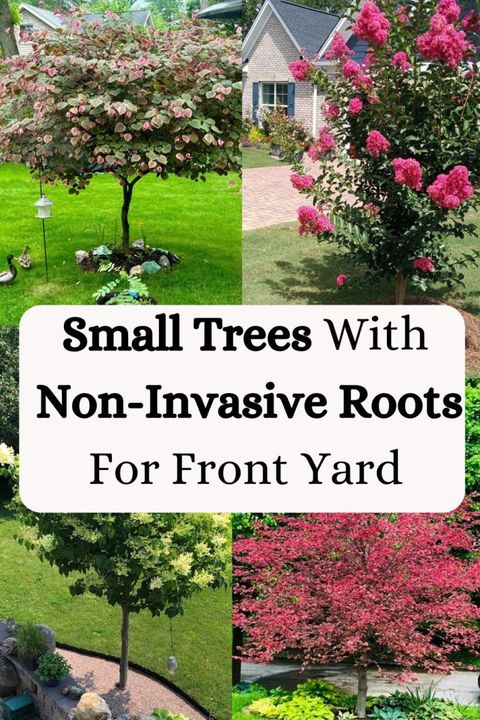13 Small Trees With Non-Invasive Roots For Front Yard Or Backyard throughout Trees With Non Invasive Roots