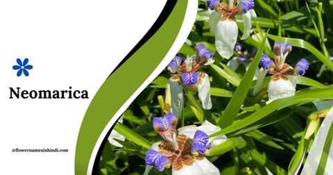 14+ Fascinating Flowers That Start With N (With Pictures) within Neon tulips and other striking flowers that brighten any garden space