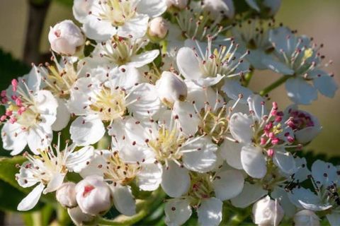 15 Best White Flowering Trees For Your Home Garden in How to Care for White Blossom Trees in Different Climate Zones