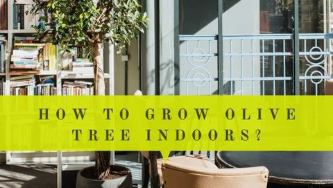 15 Interesting Facts About Olive Tree | Oliviada with regard to Where Does The Olive Tree Grow