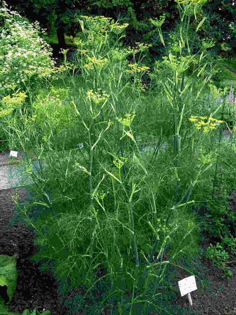 15+ Plants That Look Like Dill: Ultimate Collection - Simplybeyondherbs in The confusing world of dill-like plants: A comprehensive guide to botanical similarities