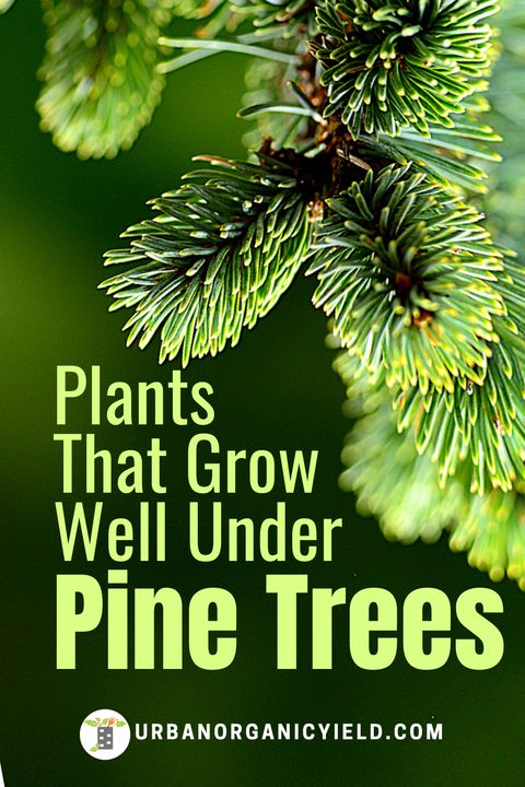 17 Best Plants That Grow Under Pine Trees – Artofit in What Can Grow Under Pine Trees