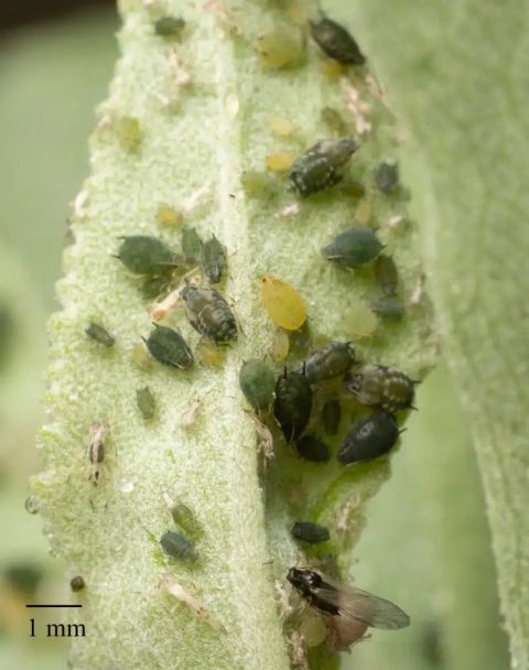 17 Black Bugs On Plants (& How To Get Rid Of Them) intended for How to identify and control tiny black aphids without harmful pesticides