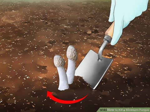3 Ways To Kill A Stinkhorn Fungus - Wikihow for How To Get Rid Of Stinkhorn Fungus