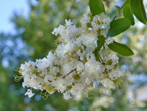 38+ Different Trees With White Flowers (Photos) - Identification Guide regarding How to Care for White Blossom Trees in Different Climate Zones