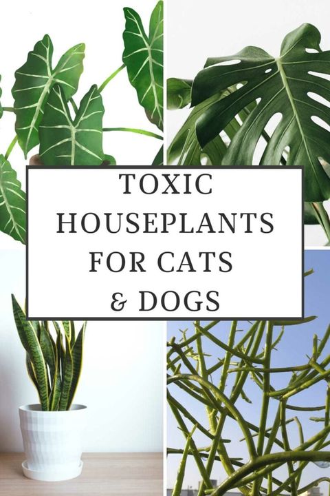 40 Toxic Houseplants For Cats And Dogs (With Pictures) regarding Schefflera Plant Toxic To Cats