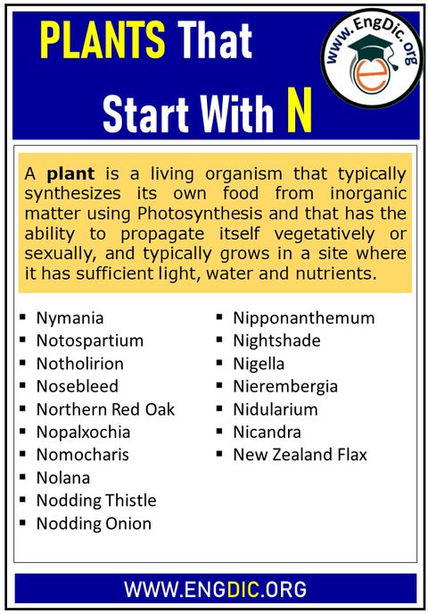 500+ Plants That Start With N (Complete List) - Engdic within Neon tulips and other striking flowers that brighten any garden space