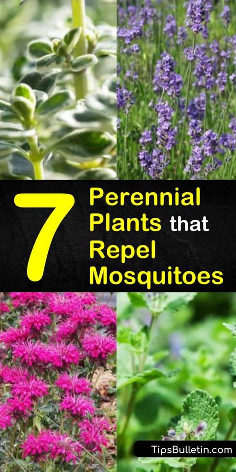 7 Perennial Plants That Repel Mosquitoes And Keep Flies Away with Plant-based mosquito prevention methods you can trust
