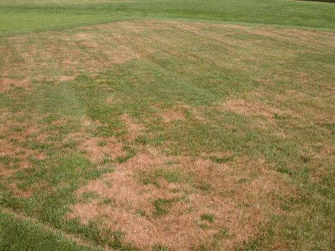 7 Types Of Lawn Disease Found In Pennsylvania | Turfcor inside The Science Behind Uneven Green Spots in Your Yard