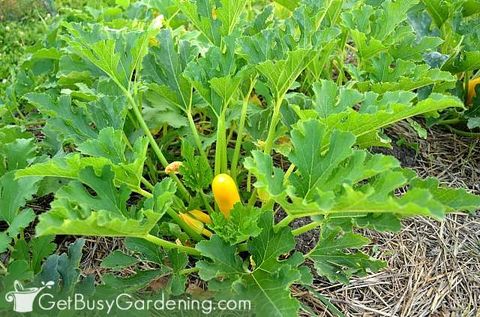 85+ Deer Resistant Plants For Your Garden - Get Busy Gardening with regard to Do Deer Eat Zucchini Plants