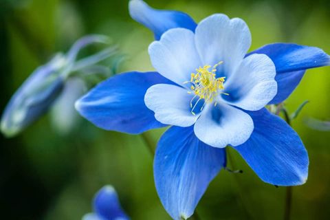 9 Beautiful Blue Perennial Flowers For Your Backyard regarding Perennial Plants With Blue Flowers