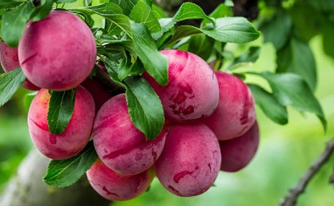 Amazon.com : Perfect Plants Scarlet Beauty Plum Tree Live Plant ... with The Science Behind Chill Hours in Plum Tree Cultivation