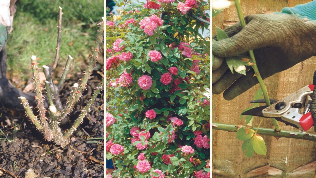 Seasonal guidance for trimming rose bushes successfully