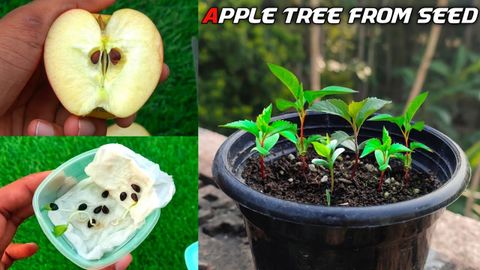Apple Tree From Seed Time Lapse At Lara Bunton Blog intended for Planting Apple Trees From Seed