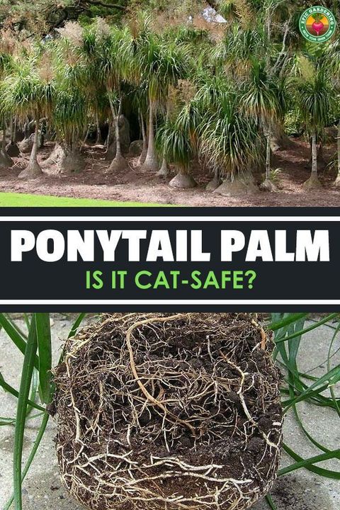 Are Cat Palms Bad For Cats At Michelle Baldwin Blog within Cat Palm Safe For Cats