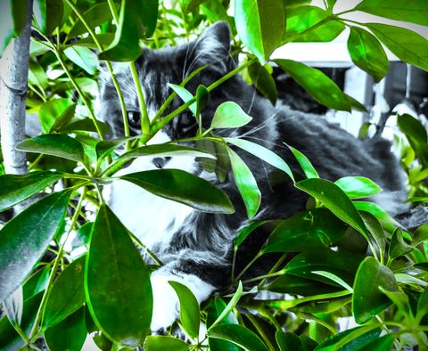 Are Schefflera Plants Poisonous To Cats And Dogs inside The hidden danger of schefflera plants for cats what veterinarians recommend