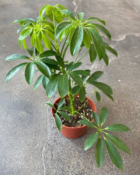 Are Schefflera Plants Poisonous To Dogs And Cats with The hidden danger of schefflera plants for cats what veterinarians recommend