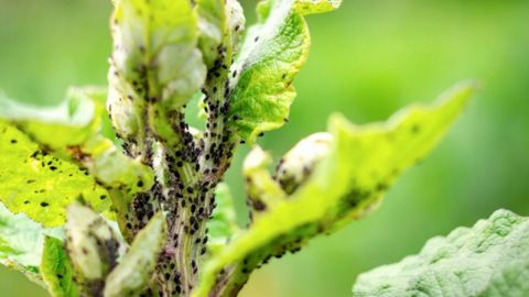 Are You Seeing Tiny Black Bugs On Plants Outside? Then Read This inside Tiny Black Bugs On Plants
