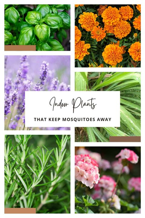 Best Indoor Plants To Keep Mosquitoes Away At Greg Stone Blog for Plant-based mosquito prevention methods you can trust