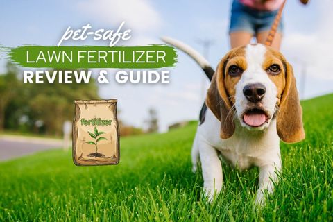 Best Pet Safe Lawn Fertilizer: Grow Dog-Friendly Grass [Reviews 2023 ... in Safe alternatives to traditional lawn treatments for pet owners