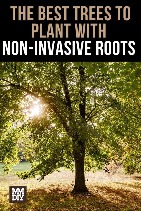 Best Trees To Plant With Non-Invasive Roots: Avoid Foundation Issues in Trees With Non Invasive Roots