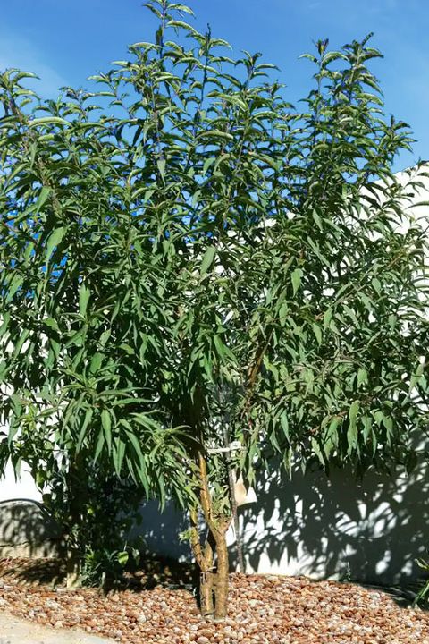 Buy All In One Almond Tree | Free Shipping | Wilson Bros Gardens | 5 ... regarding All In One Almond Tree