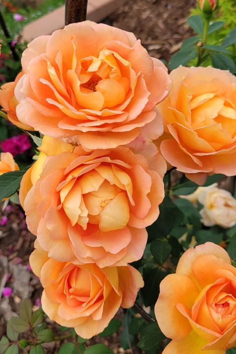 Buy Lady Of Shalott English Climbing Rose (David Austin) | Free ... within Lady Of Shalott Climbing Rose