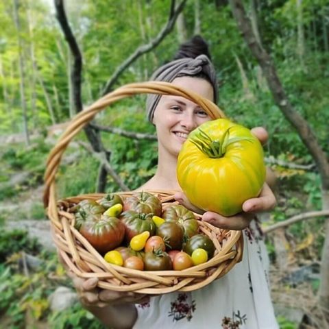 Calculate How Many Tomato Plants Per Person Accurately – Food Forest Living intended for Calculating the Right Number of Tomato Plants for Your Family's Needs