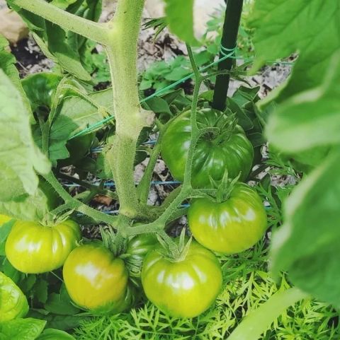 Calculate How Many Tomato Plants Per Person Accurately – Food Forest Living pertaining to Calculating the Right Number of Tomato Plants for Your Family's Needs
