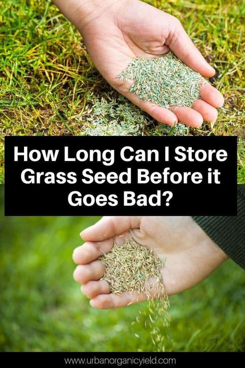 Can Grass Seed Go Bad - Sincere Treat throughout How Long Does Grass Seed Last Before It Becomes Unusable